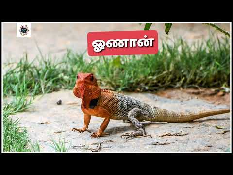 தரம் 1 சுற்றாடல் | விலங்குகளும் பறவைகளும் |  (முழுமையாக) Free online Learning for kids