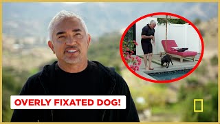 Teaching A Fixated Dog To Focus  (Better Human Better Dog Previews)