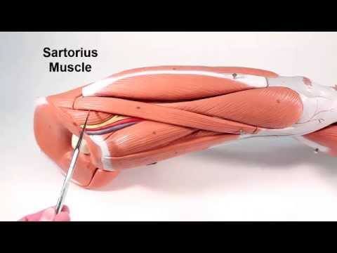 Muscles That Move the Leg   Tibia   Fibula