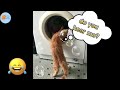 Cat In Washing Machine Funny Cats Videos Cute Cats Compilation