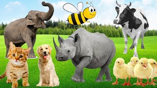 Best Animal Sounds - Cow, Sheep, Goat, Dog, Cat | Farm animals | Baby animals