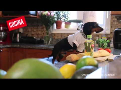 Crusoe el perro celebridad