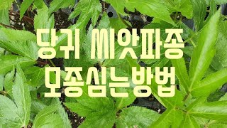 당귀잎이 이렇게 좋다니