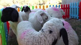 Very Cute Animals, Dog Sounds, Duck Videos, Baby Goat Videos, Chickens, Lambs