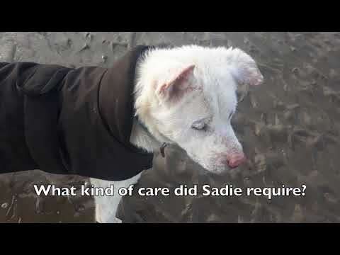 A longterm home for 200 rescued huskies a year