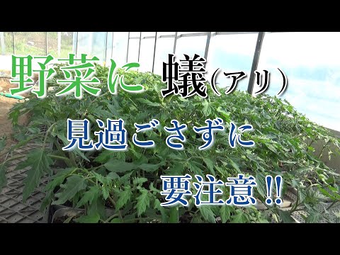 園芸 群がるアリ