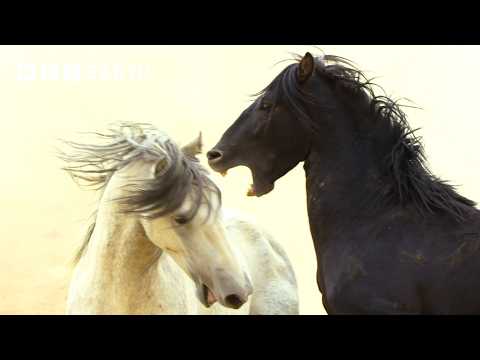 2 Hours of the Greatest Fights in the Animal Kingdom | BBC Earth
