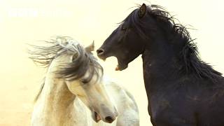 2 Hours of the Greatest Fights in the Animal Kingdom | BBC Earth