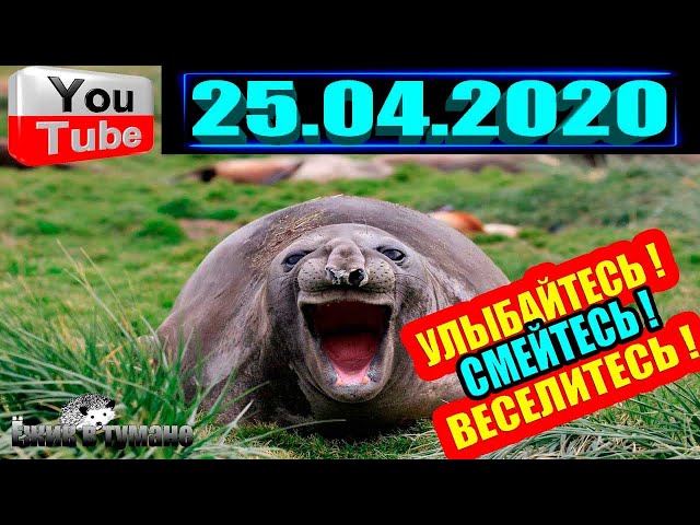 ПОДБОРКА Лучших Приколов Смешные Видео из ТИК ТОКА