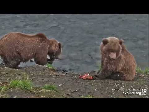 cousins at the falls 09/05/22 explore.org