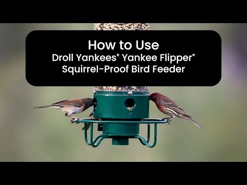 How to Use Droll Yankees Yankee Flipper Squirrel-Proof Bird Feeder