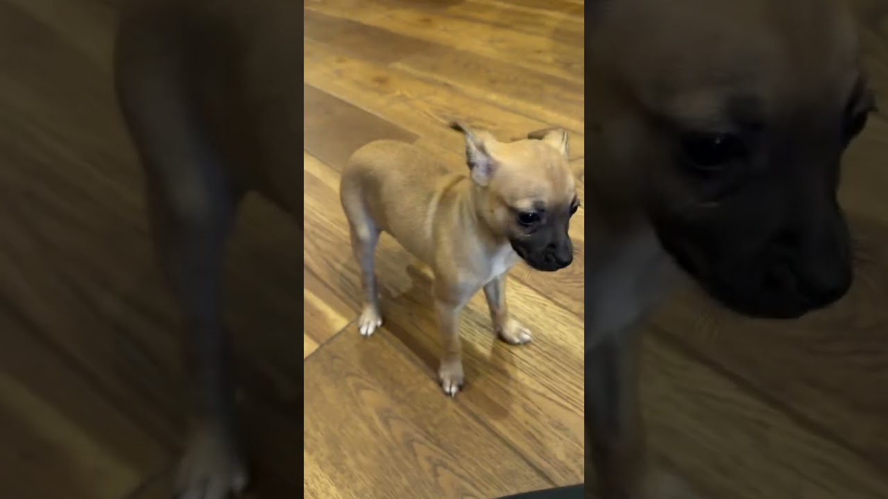 Honey, a ADOPTABLE mixed breed in Boulder, CO video 2/6