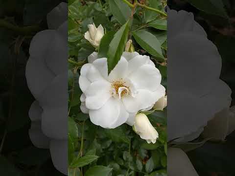 低木バラ「白雪姫」 植物