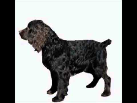 Boykin Spaniel