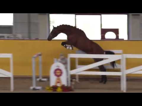 Verdi - Heraldik xx *2015