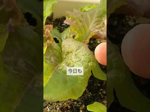 自家製肥料の芝生の手入れ 危険な化学薬品を避ける