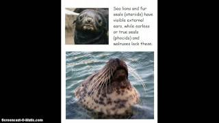 All About Seals - Nonfiction Read-Aloud
