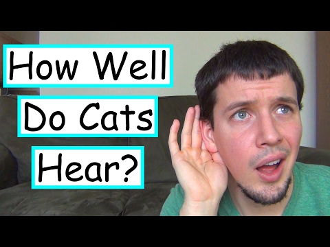 How Well Do Cats Hear?
