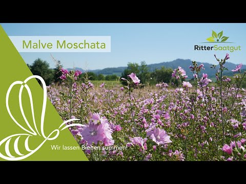 Malve Moschata - ein Traum für alle Nützlinge | Ritter Saatgut - wir lassen Bienen summen!