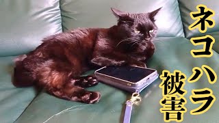 猫の可愛い問題行動に振り回される飼い主