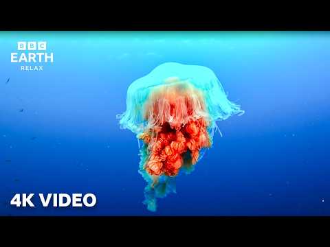 Calming Underwater Nature Footage Caught In 4K | A Journey Across Our Oceans | BBC Earth Relax