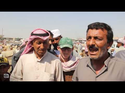 تعالوا معنا إلى سوق الأضاحي في الرقة 