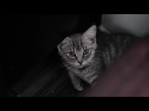 A Cat Named 'Hashtag'