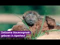 Zeldzame blauwoogmaki geboren in Apenheul