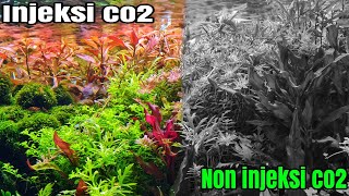 #306 Perbedaan Aquascape injeksi co2 dan non injeksi co2!!!!