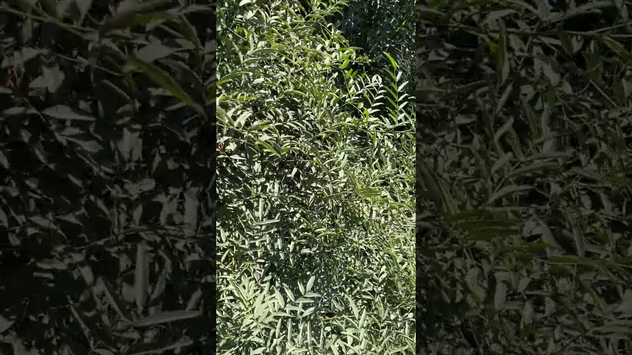 السوس من النباتات الرحيقية وينتفع منها النحل 