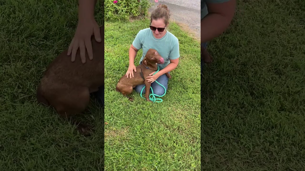 Enlarge Rusty Sunbeam, a Adoptable mixed breed in Woburn, MA video 6/6