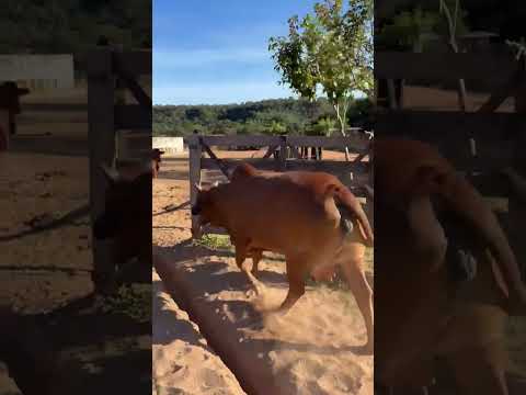 REBANHO SINDI PARENTE - FAZENDA SÃO LUIS - SANTA FILOMENA/PI