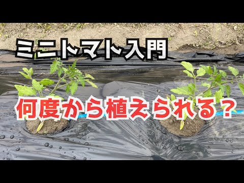 4月末にトマトを植えることはできますか？それらをうまく植えるにはどうすればよいでしょうか？簡単なビデオガイド  庭園