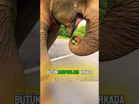 Yemeğini Yavrusu İçin Saklayan Anne FİL! 🐘🥺🍉