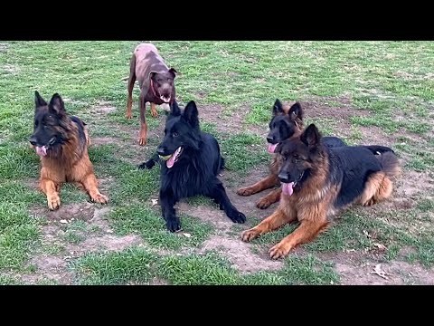 Werden diese widerspenstigen Hunde mein Rudel Deutscher Schäferhunde überhaupt aus der Ruhe bring...