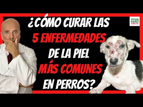 🔴 COMO CURAR LAS 5 ENFERMEDADES DE LA PIEL MÁS COMUNES EN PERROS 🔴(SARNA, HONGOS, DERMATITIS..)