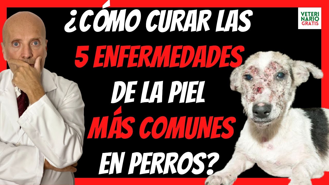 Watch 🔴 COMO CURAR LAS 5 ENFERMEDADES DE LA PIEL MÁS COMUNES EN PERROS 🔴(SARNA, HONGOS, DERMATITIS..) Now 🔴 COMO CURAR LAS 5 ENFERMEDADES DE LA PIEL MÁS COMUNES EN PERROS 🔴(SARNA, HONGOS, DERMATITIS..)