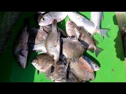 EP212:PART2-SARI SARING ISDA HULI SA PANLALAMBAT SA ILOG