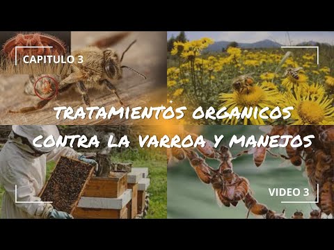 APICULTURA DE ALTA PRODUCCION Tratamiento Organico contra la Varroa VIDEO 3