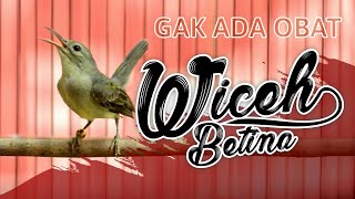 Download lagu TEMBAKAN PEDAS WICEH BETINA mp3 Download lagu TEMBAKAN PEDAS WICEH BETINA mp3