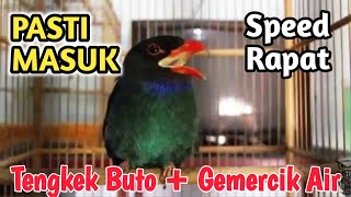 Download lagu Masteran burung Tengkek Buto speed Rapat   Suara Terapi Gemercik air dan jeda 20 Detik mp3