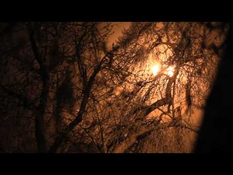 One Tree At a Time: Tu B'Shevat 5771 / 2011 Machlis Presents