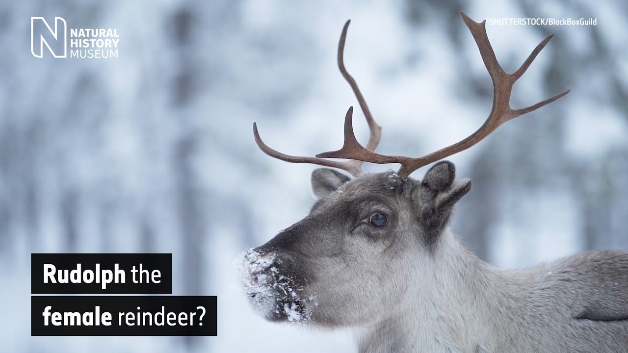 Are Santa's reindeer female? | Natural History Museum - YouTube