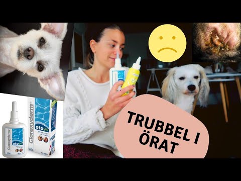 ÖRONINFLAMMATION HOS HUND - OTO PIU 🤓