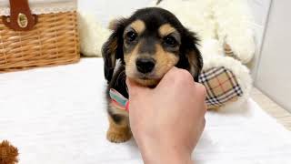 ミニチュアダックスの動画01