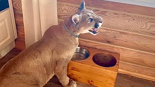 Пума Месси выдержит 5 минут или украдет свою еду?| Проверка воспитания кота. 