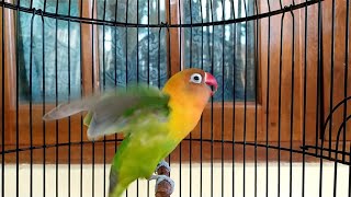 Download lagu Diawali memanggil lawan lanjut ngetik ngekek panjang, pancingan Lovebird ngekek mantap mp3