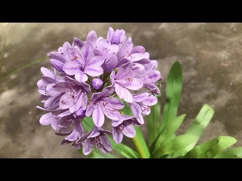 ABC TV | How To Make Agapanthus Africanus Paper Flower With Shape Punch - Craft Tutorial
