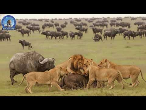 Quando o Búfalo Contra-Ataca – Confronto de Sobrevivência com o Leão #animaisselvagens