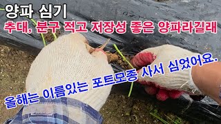 양파 심기, 추대, 분구 적고 저장성 좋은 양파라길래 올해는 이름 있는 포트모종 사서 심었어요.(양파 심기,…